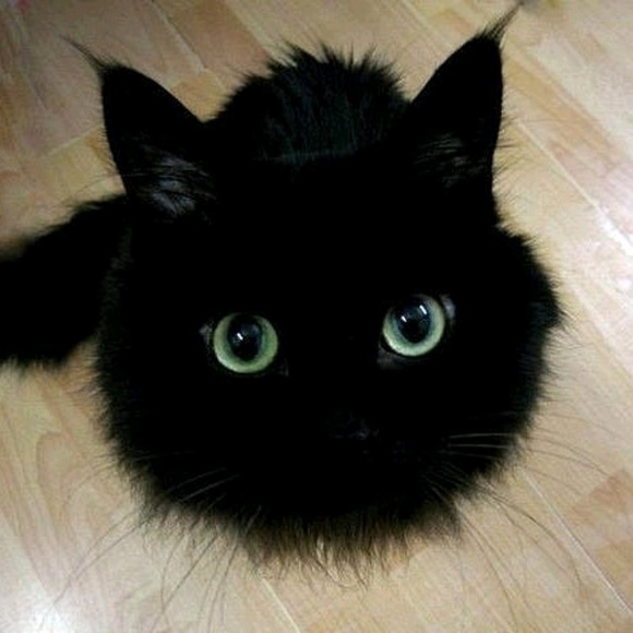 admiralkitty